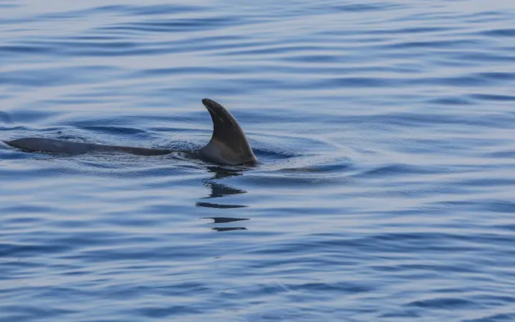 Shark Resurgence in Long Island Sound Sparks Fear Among Boaters and Swimmers